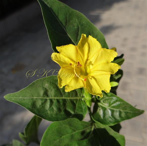  Flower